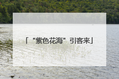 “紫色花海”引客来