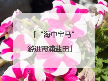 “海中宝马”游进霞浦盐田