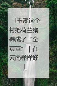 玉溪这个村把荷兰猪养成了“金豆豆”｜在云南样样好