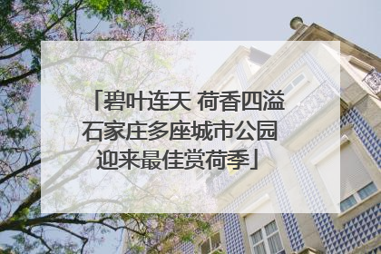 碧叶连天 荷香四溢 石家庄多座城市公园迎来最佳赏荷季