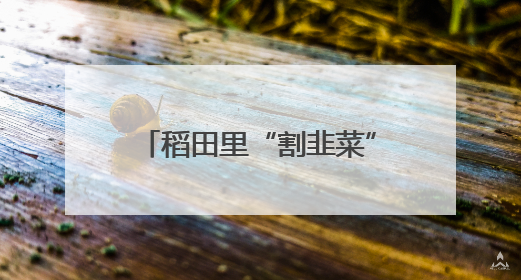 稻田里“割韭菜”？看自贡如何破译再生稻气象密码｜绿镜头·发现中国