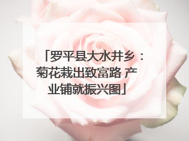 罗平县大水井乡：菊花栽出致富路 产业铺就振兴图