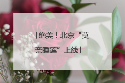 绝美！北京“莫奈睡莲”上线