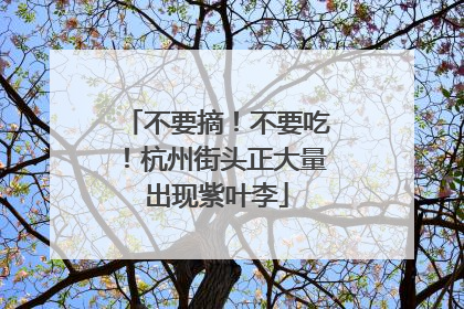 不要摘！不要吃！杭州街头正大量出现紫叶李