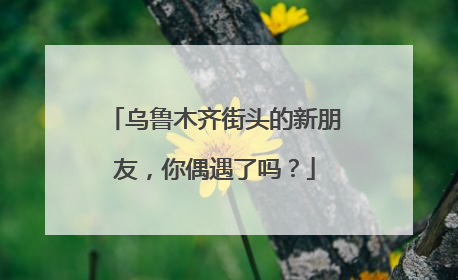 乌鲁木齐街头的新朋友，你偶遇了吗？