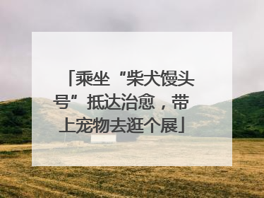 乘坐“柴犬馒头号”抵达治愈，带上宠物去逛个展