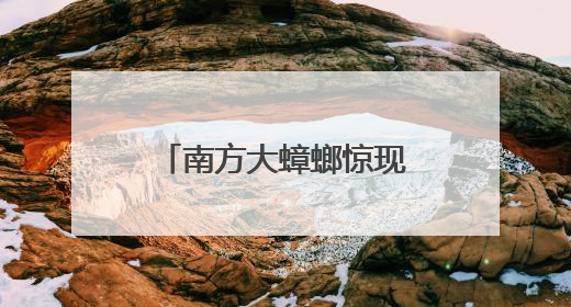 南方大蟑螂惊现北京居民家中