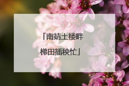 南靖土楼畔 梯田插秧忙