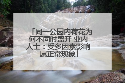 同一公园内荷花为何不同时盛开 业内人士：受多因素影响 属正常现象