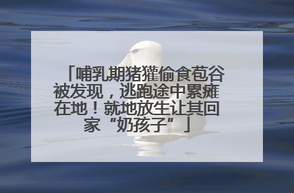 哺乳期猪獾偷食苞谷被发现，逃跑途中累瘫在地！就地放生让其回家“奶孩子”