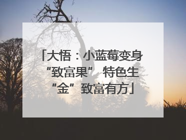 大悟：小蓝莓变身“致富果” 特色生“金”致富有方