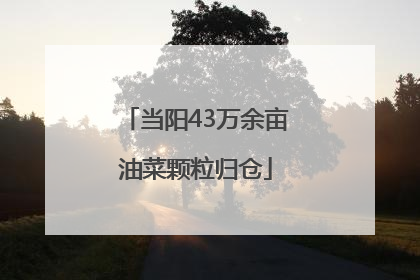 当阳43万余亩油菜颗粒归仓