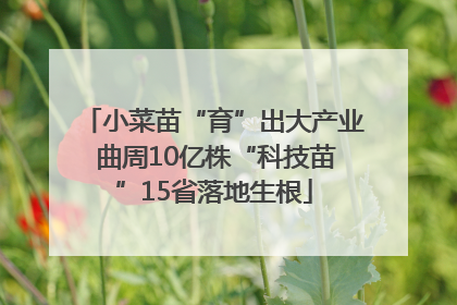 小菜苗“育”出大产业 曲周10亿株“科技苗”15省落地生根