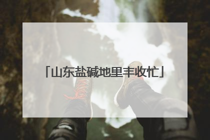 山东盐碱地里丰收忙