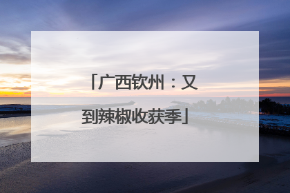 广西钦州：又到辣椒收获季