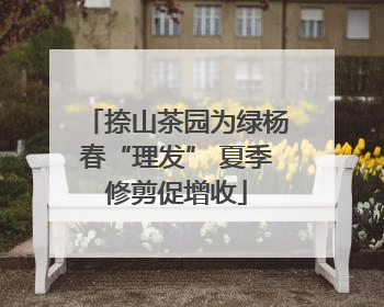 捺山茶园为绿杨春“理发” 夏季修剪促增收