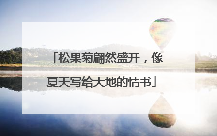 松果菊翩然盛开，像夏天写给大地的情书