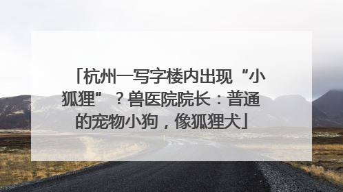 杭州一写字楼内出现“小狐狸”？兽医院院长：普通的宠物小狗，像狐狸犬