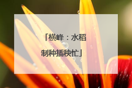 横峰：水稻制种插秧忙