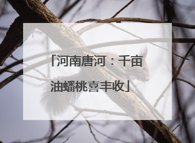 河南唐河：千亩油蟠桃喜丰收