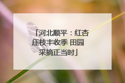 河北顺平：红杏压枝丰收季 田园采摘正当时