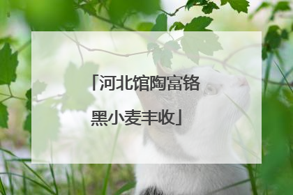 河北馆陶富铬黑小麦丰收