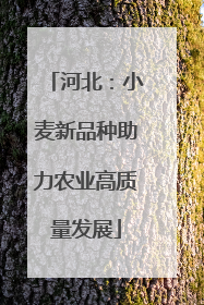 河北：小麦新品种助力农业高质量发展