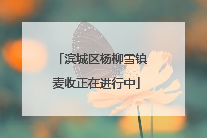 滨城区杨柳雪镇麦收正在进行中