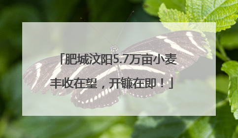 肥城汶阳5.7万亩小麦丰收在望，开镰在即！