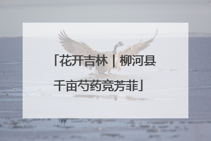 花开吉林｜柳河县千亩芍药竞芳菲