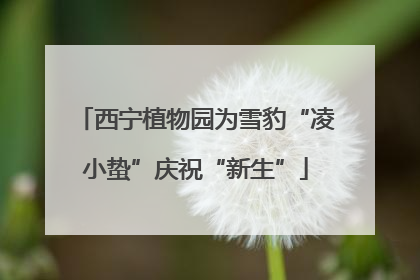 西宁植物园为雪豹“凌小蛰”庆祝“新生”