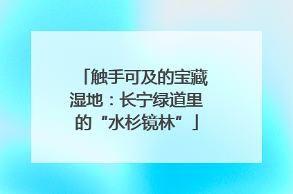 触手可及的宝藏湿地：长宁绿道里的“水杉镜林”