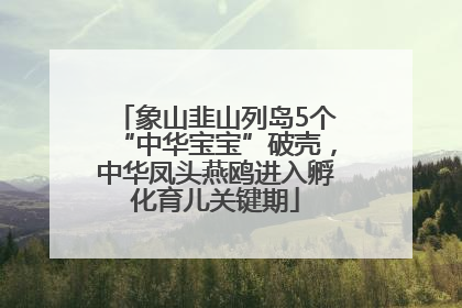象山韭山列岛5个“中华宝宝”破壳，中华凤头燕鸥进入孵化育儿关键期