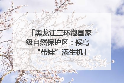 黑龙江三环泡国家级自然保护区：候鸟“带娃”添生机